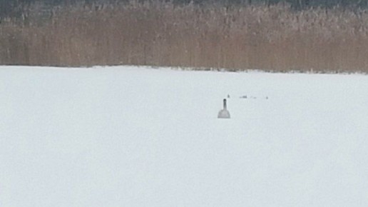 Под Стародубом краснокнижный лебедь вмёрз в реку