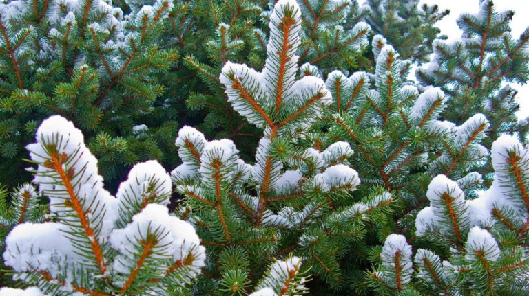 В Брянской области усилили контроль за хвойными лесами к праздникам