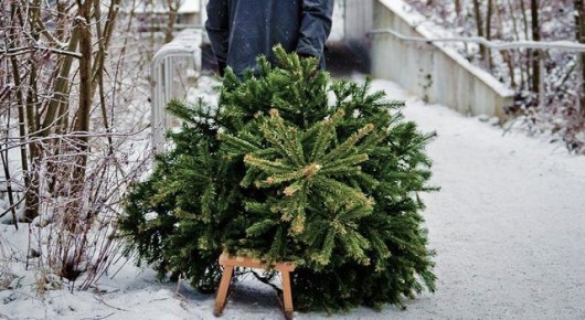 Клинцовское лесничество информирует!