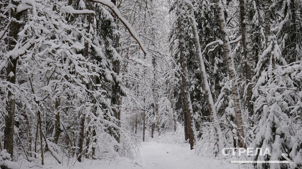 Жителям Брянской области пообещали приход настоящей зимы к Новому году