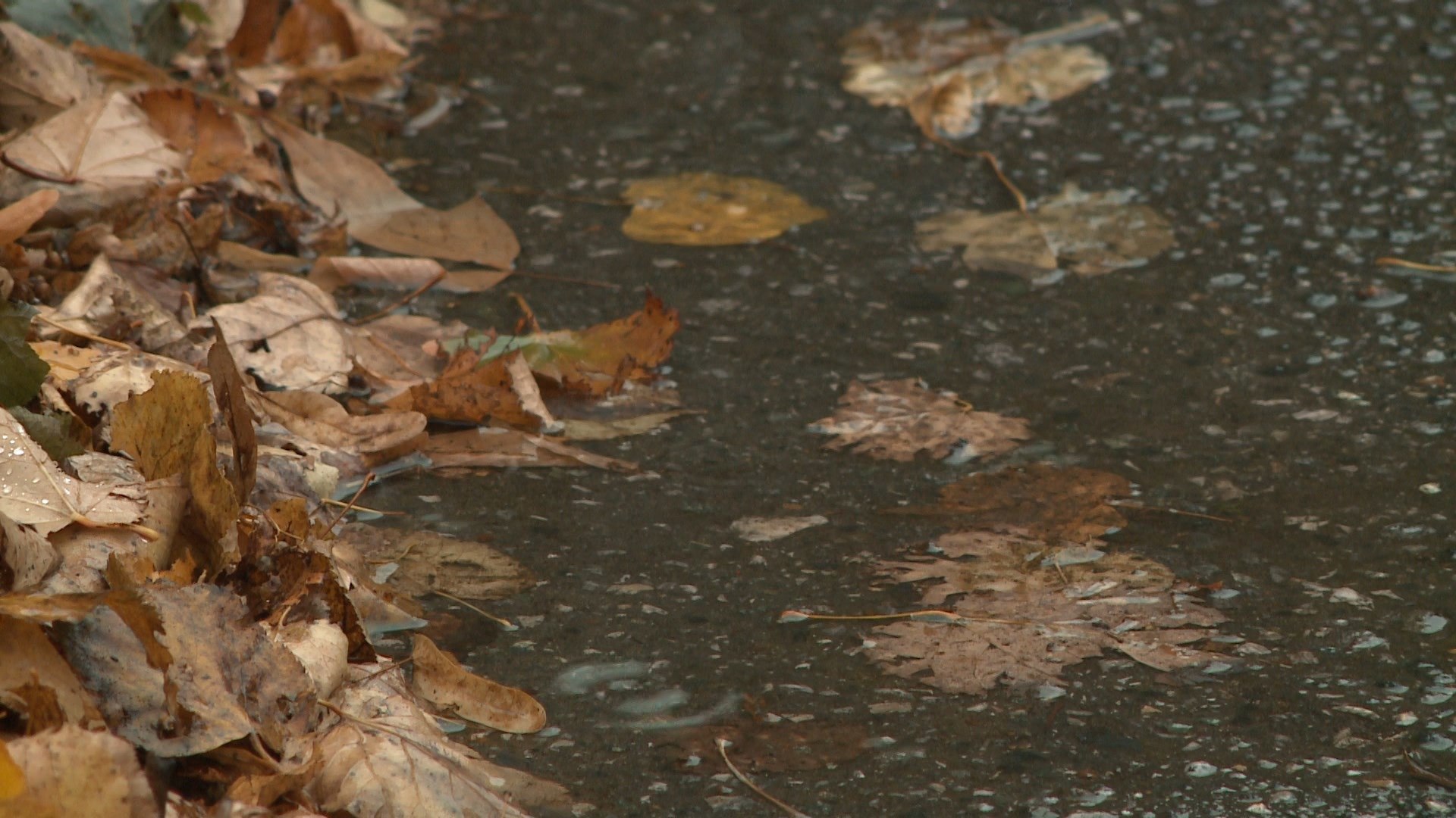 В Брянской области столбики термометров 18 декабря поднялись до ноябрьских +4C