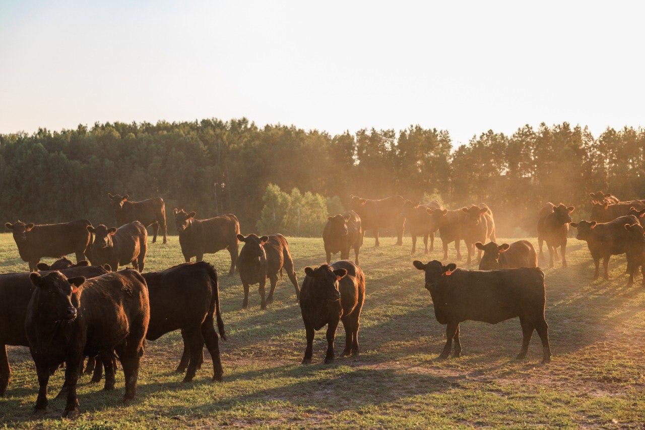 Эти снимки не со съёмок сериала «Йеллоустоун» Эти снимки не со съёмок сериала «Йеллоустоун»