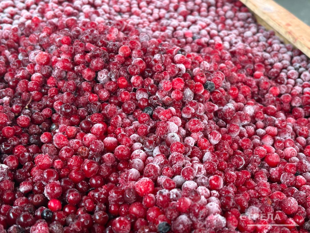 Сегодня, 20 декабря, в Брянске продолжают свою работу ярмарки выходного дня Сегодня, 20 декабря, в Брянске продолжают свою работу ярмарки выходного дня