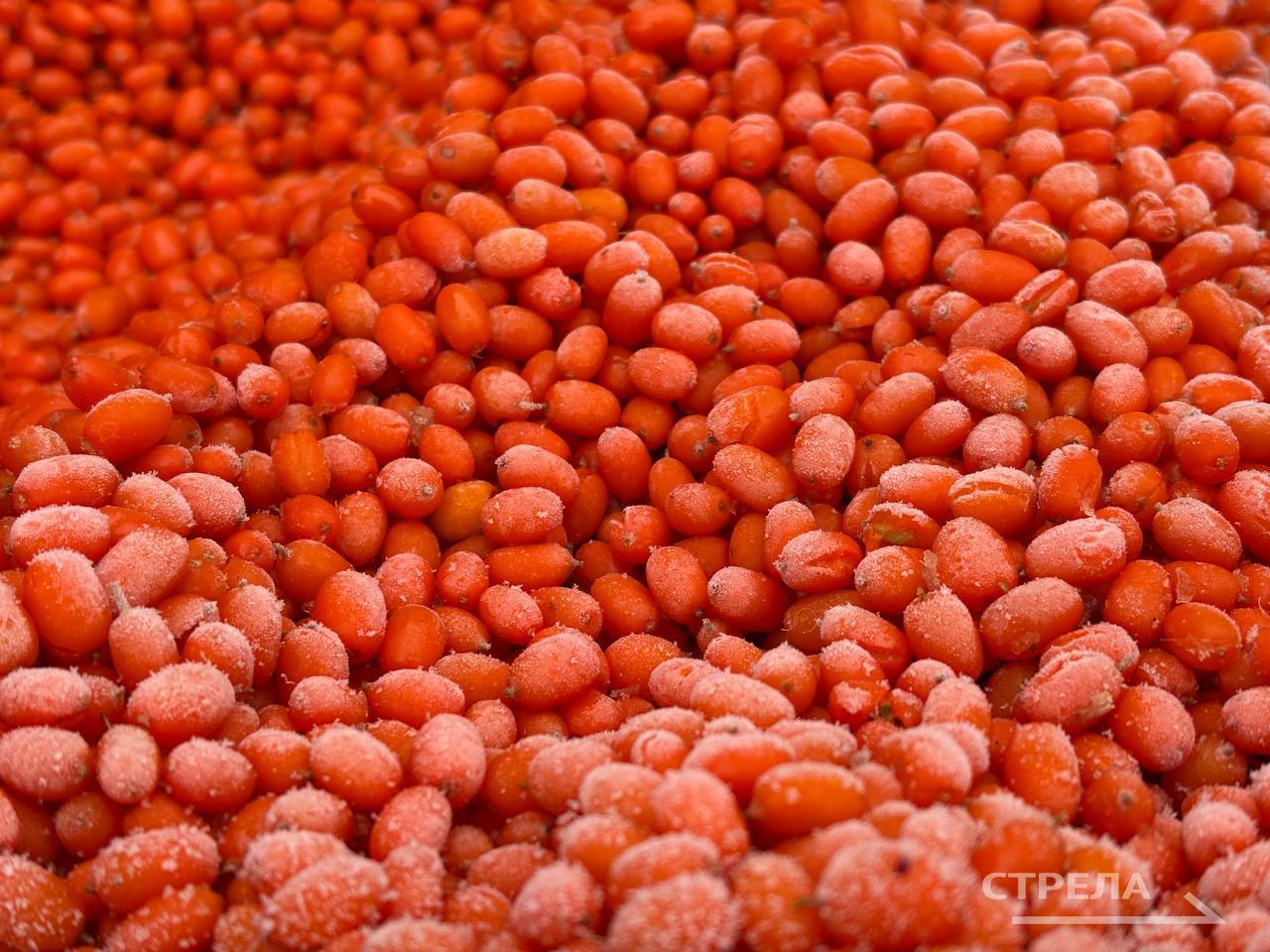 Сегодня, 20 декабря, в Брянске продолжают свою работу ярмарки выходного дня Сегодня, 20 декабря, в Брянске продолжают свою работу ярмарки выходного дня