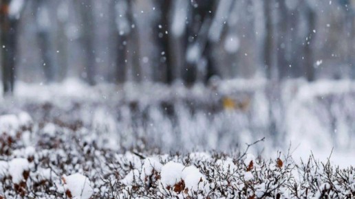 В Брянской области в воскресенье повсеместно пойдет снег