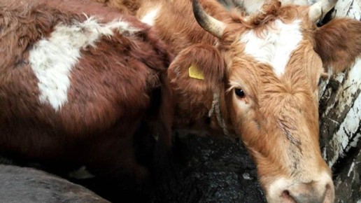 � �������� ������� ��������� ���� 39 �����