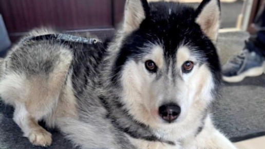 � ������ ���� �� �������� ������� �� ������� ������� 60 ����� � 20 �����