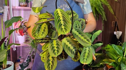 ��� ������� � ����� �������� ��������: ����������� ������ ��� ��������� ������