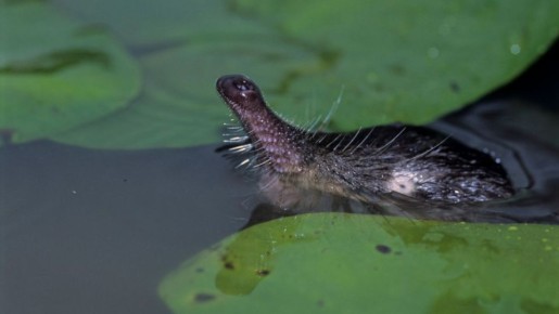 � ������ ��������� ��������� ���������� �������� �� 2036 ����