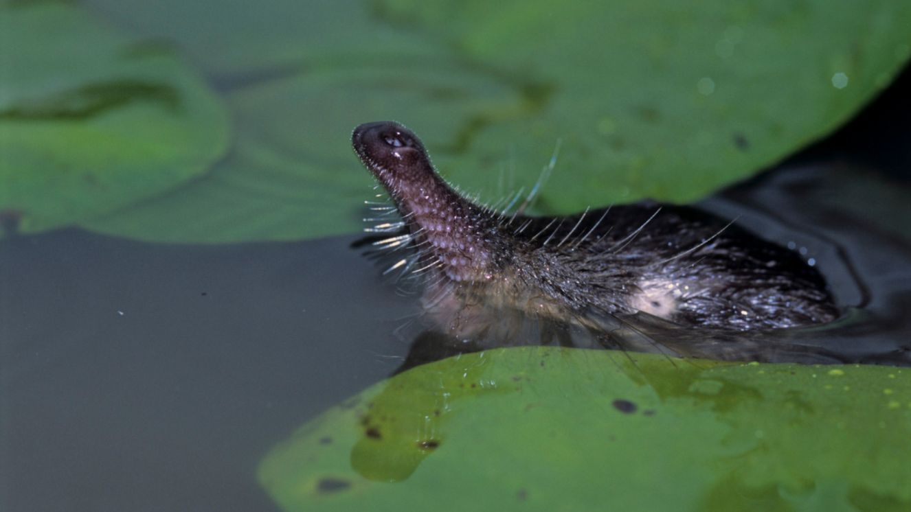 В России утвердили стратегию сохранения выхухоли до 2036 года