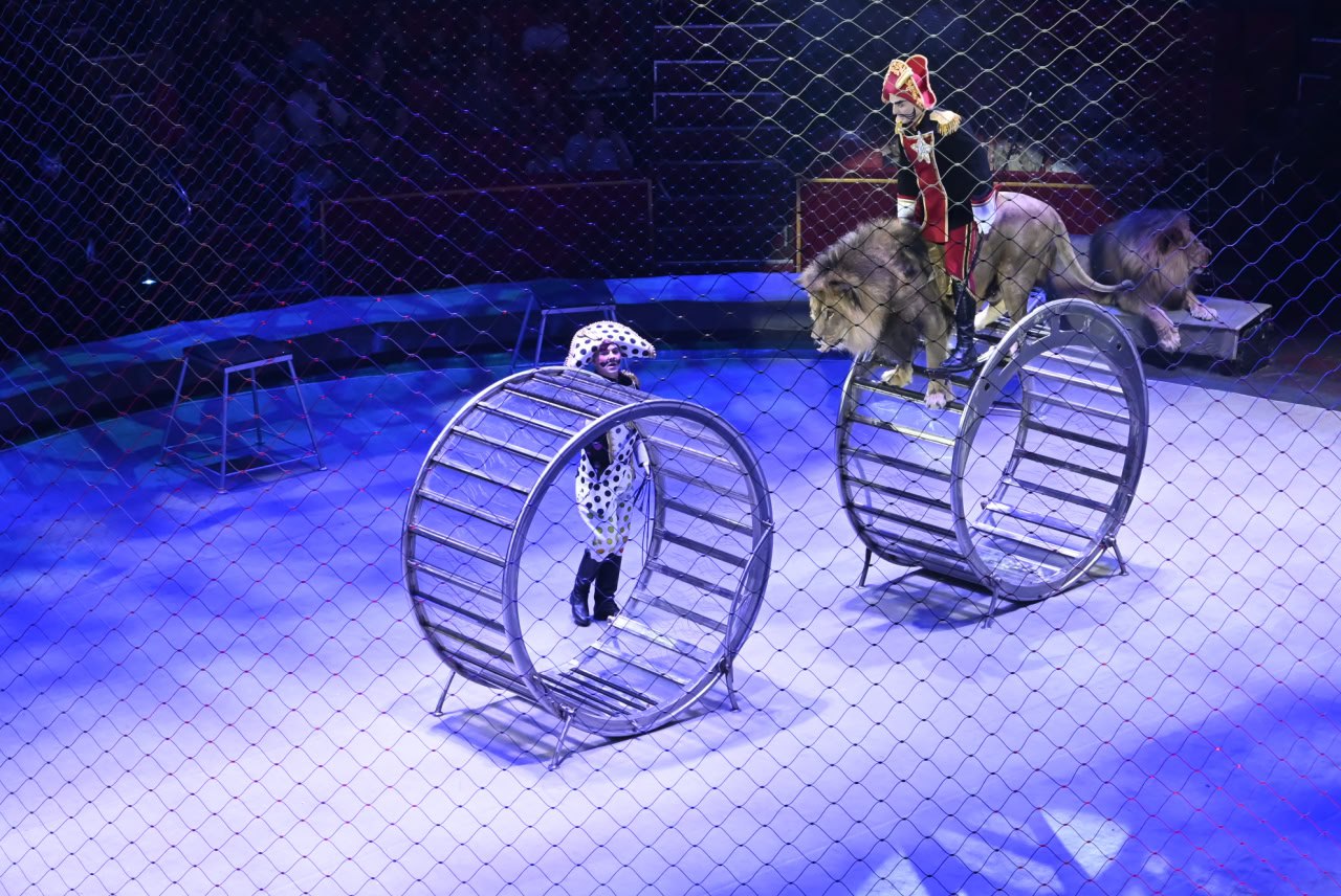 Александр Богомаз: В Брянском цирке еще одно новогоднее представление от артистов Московского государственного цирка под руководством Аскольда Запашного Александр Богомаз: В Брянском цирке еще одно новогоднее представление от артистов Московского государственного цирка под руководством Аскольда Запашного