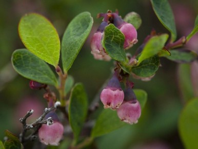 ������ ������ �� ����� �� ���������: ��� �������� ���� ���������� ������ � ��������