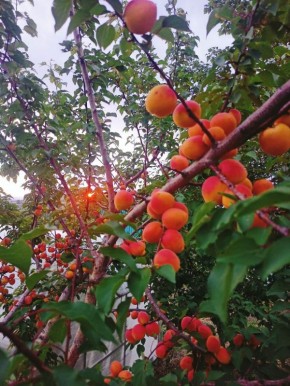 Почему ваш абрикосовый саженец не выживает: основные причины