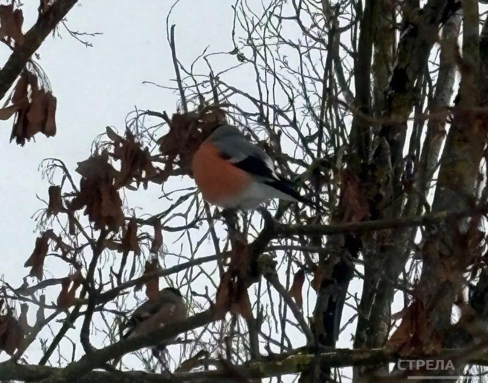 �� ������ ������� �������� ��������