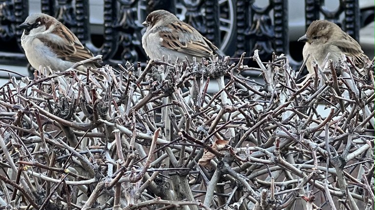 Брянцам рассказали, чем можно и нельзя кормить синиц