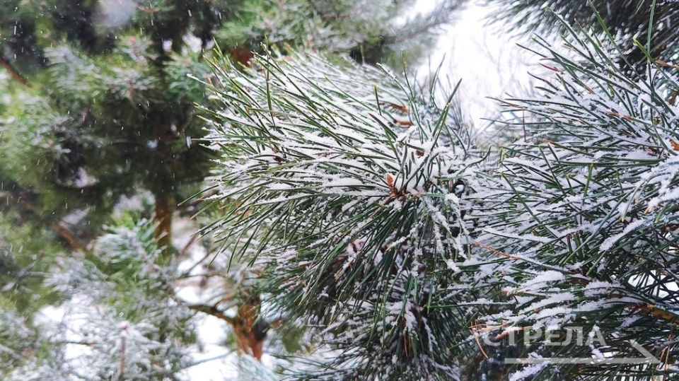 ������, 12 ������, � �������� ������� ����� �������, ���� � ������������