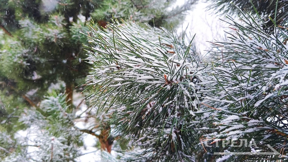 Завтра, 12 января, в Брянской области будет облачно, днем с прояснениями