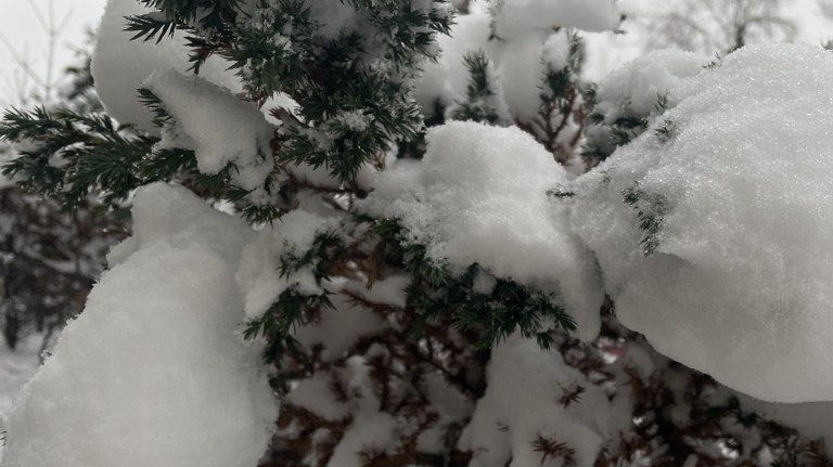 ������ �������� ������� ������� 19-��������� ������