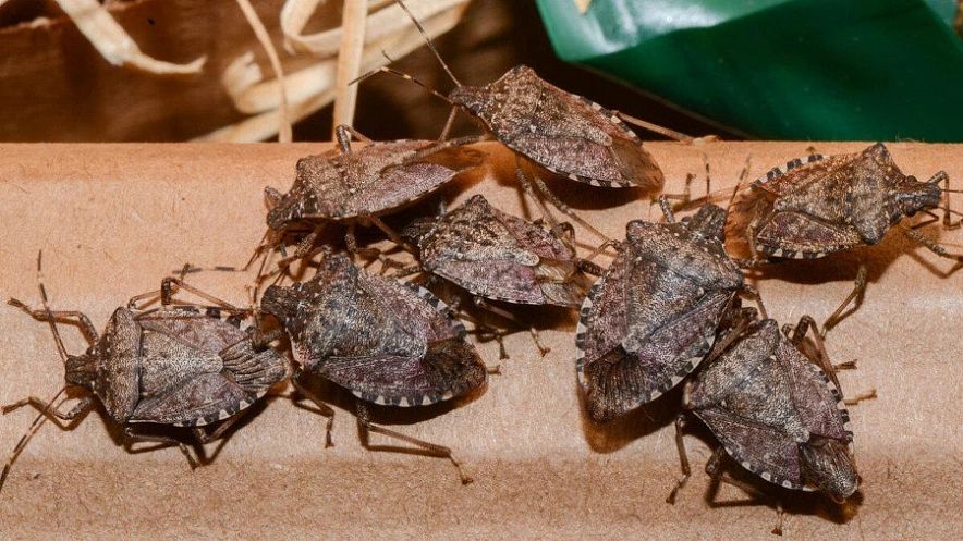 ������� ����������� ���������: ��� �������� ��� �� �������� ������