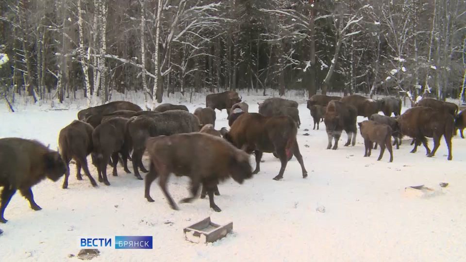 ������� ������ ��� ���������� "��������� ����"