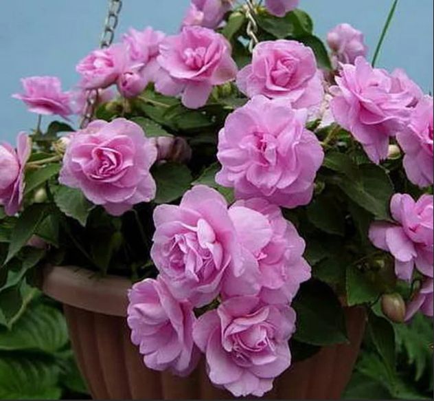 ��� ����������� 15 ������ � ���� ������� � ������������ ������ ��������� � ���