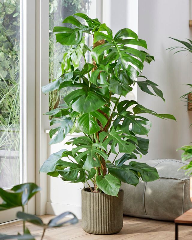 ��������: ��� ���������� � ������ ����� � �������� ���������� � 2026 ����