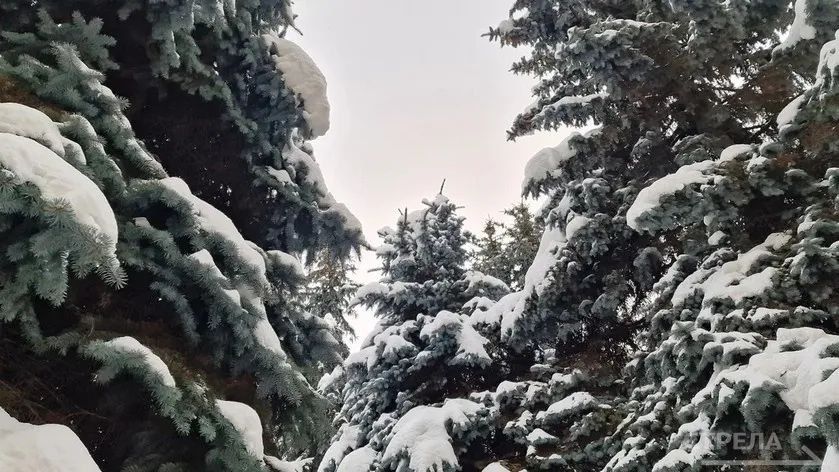 ������, 15 ������, � �������� ������� ����� ����������� �������� ������