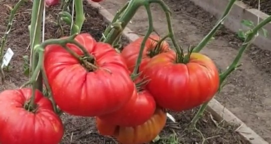 ��� ��������� �������� ������ � ����: ������� ��������� ������