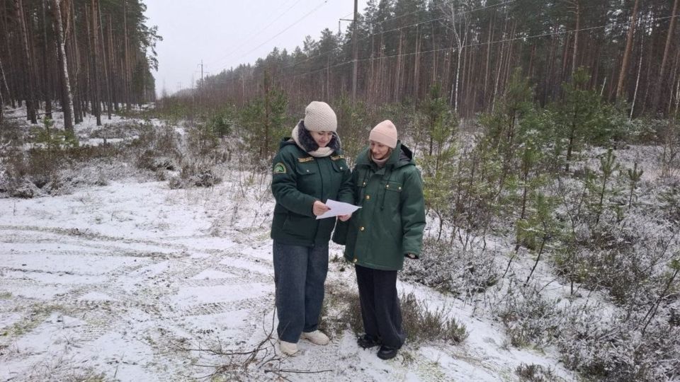 В Брянской области в предновогодний период не зафиксировали случаев незаконной рубки елей