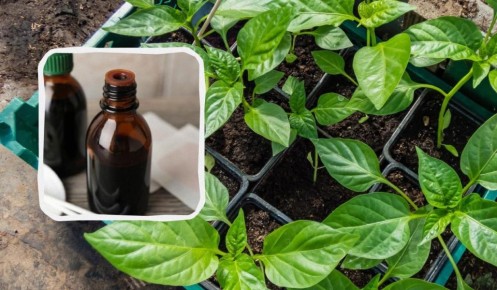 ��� � ����: ������� �������� ����� �������