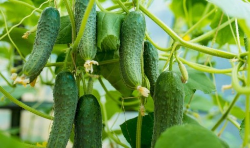 ��� �������� ������� �������� ��������� ������ �����