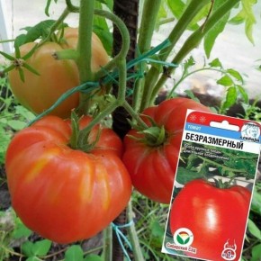 ����� �������: ��� ��������� '������������'