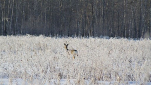 ������� ������ ������������������ ������ ������� ������ � �������� ���� �����������