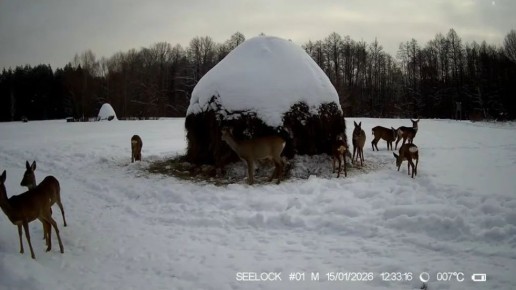 ��������������� �������� ������� ����������� ��������� ������ ������ ��������, �������� ������, � ����� � ������������ �� ���������� ����������� ��������� ���