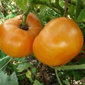 ����� ����� �����: ��������� ���� � ���������� ������ � ����� ������