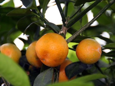 ����������: ��������� ������ ��� ���������� �����������