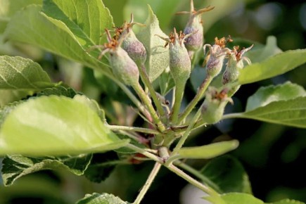 Что нужно знать о подкормке плодовых деревьев в июне: секреты успешного сада