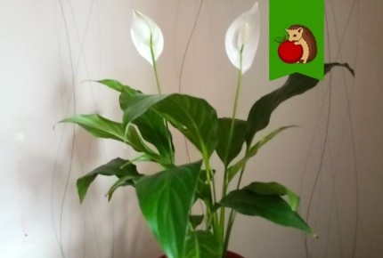 Где разместить спатифиллум для максимального цветения и здоровья