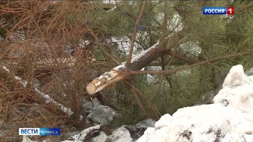В регионе стартовала ежегодная экологическая акция "Ёлочный круговорот"