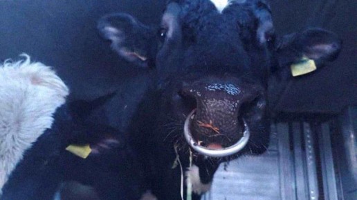 В Брянской области запретили ввоз быков из Беларуси