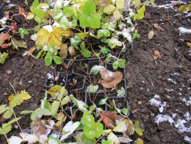 Как сохранить рассаду земляники зимой: секреты успешного ухода