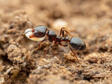Муравьи в вашем саду: незаметная угроза и способы борьбы с ней