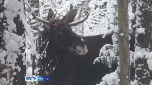 В Брянской области начался зимний учёт зверей