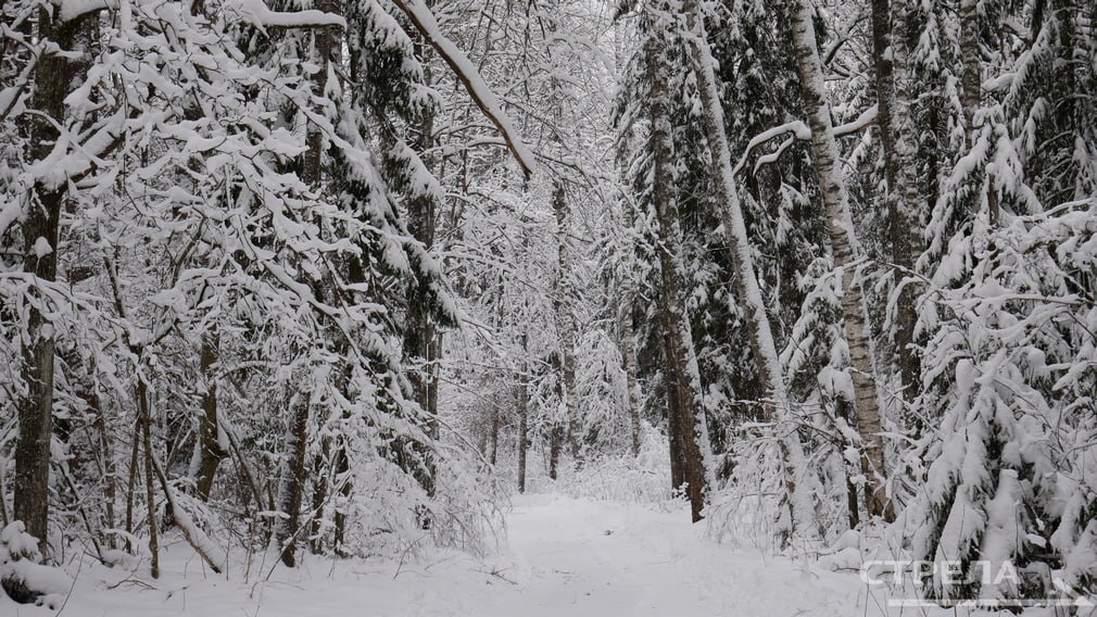 Завтра, 24 января, на территории Брянской области будет облачно с прояснениями