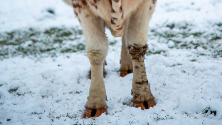 Зимние холода не сказались на надоях и состоянии скота в Брянской области