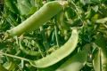 Горох Жегалова 112: как вырастить удачный урожай