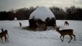 В заповеднике "Брянский лес" благодаря регулярной подкормке выросла численность оленей