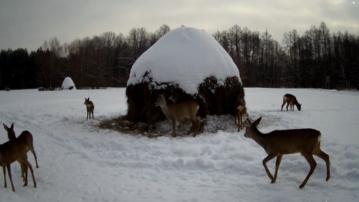 � ����������� "�������� ���" ��������� ���������� ��������� ������� ����������� ������