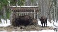 Жителям брянского леса запретили кормить диких животных зимой
