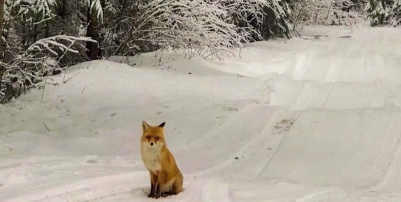 � ���������� ������� �������� ������� ���������� ������ ��������� ���